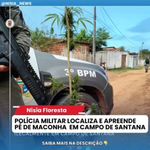 Policia apreende pé de maconha em Campo de Santana Nísia Floresta